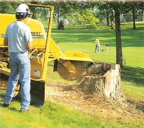 Large hardwood tree stump before grinding